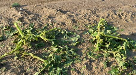 Vier Millionen Euro Hagelschaden in Steiermark