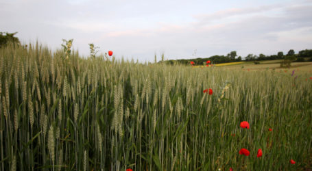Gen-Tech-Kuhhandel drohe