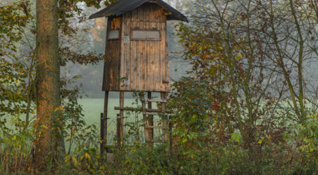 Oberösterreich erleichtert Wolfsabschuss