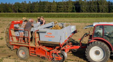 Früherdäpfel-Saison startet spät
