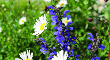 Unterstockpflege im Obst- und Weinbau