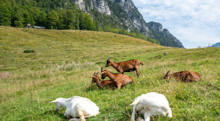 LK Salzburg erwartet blutigen Almsommer