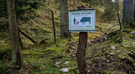 Beschwerde gegen Kärntner Wolfsverordnung