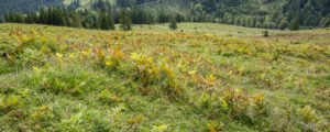 Rekultivierung und Begrünung in Hochlagen