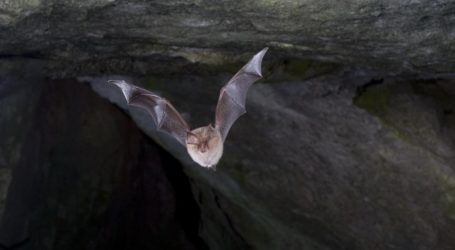 Wissenswertes über Fledermäuse