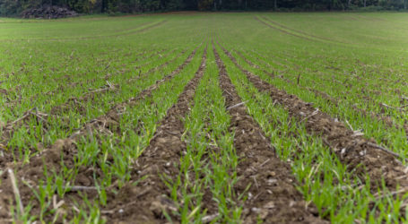 Arche Noah moniert doppelten Angriff auf Saatgut