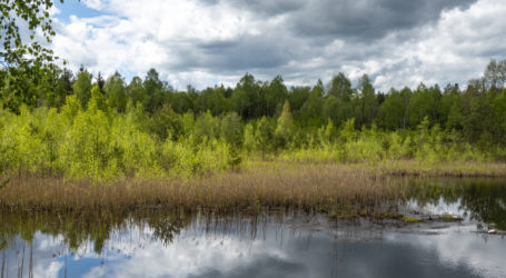 Waitz erfreut über Beschluss des Renaturierungsgesetzes