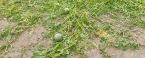 Unwetter ohne Ende
