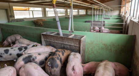 EU-Schweinemarkt ausreichend versorgt