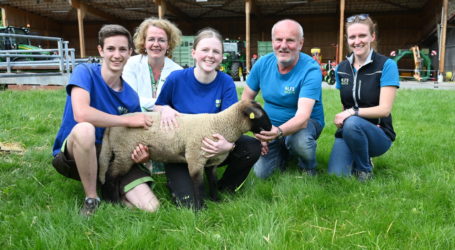 Weidende Schafe an der LFS Warth