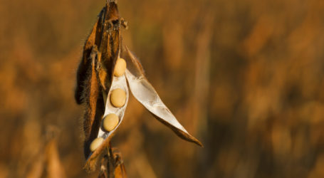 NGOs umrahmen EU-Südamerika-Gipfel