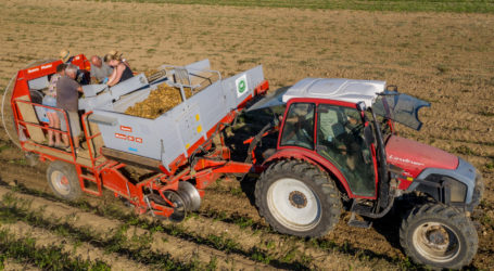 Frühes Manko bei Erdäpfeln