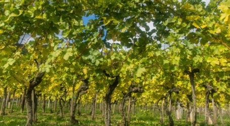 Weine aus Oberösterreich im Spitzenfeld