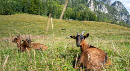 Strasser für Änderung beim Wolfsschutz