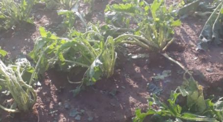 Verheerendes Unwetter in Oberösterreich