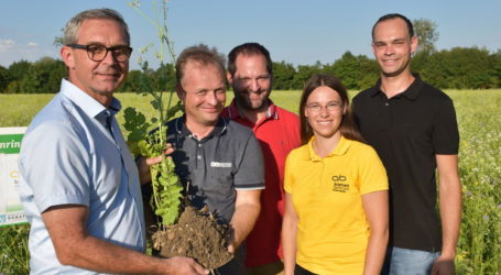 Zwischenfrucht als Lebensraum für Winterbienen