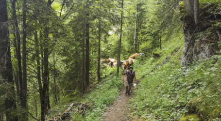 Raggl kritisiert Gewesslers Vorgehensweise