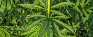 Nutzhanffasern: G`frett und Segen