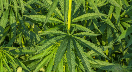 Nutzhanffasern: G`frett und Segen