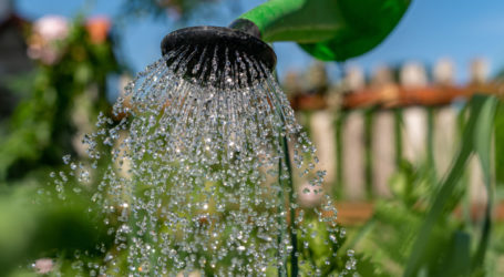 Virtuell im ARCHE-Schaugarten schlendern