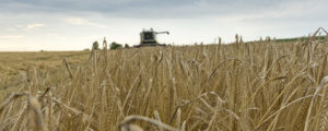 Magere Getreideernte in Deutschland erwartet