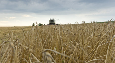 Magere Getreideernte in Deutschland erwartet