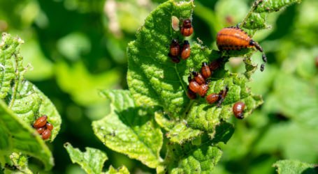 Schweizer Bauernverband warnt vor Knappheiten