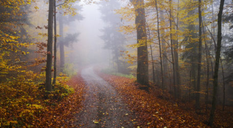 Bundesforste laden zu Waldführungen