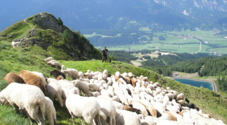 EU-Projekt für Aufwertung der Schafwirtschaft