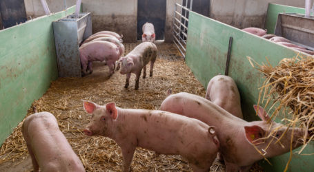 Mastschweinepreise profitieren von Schönwetterprognose