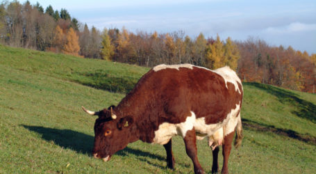 Tierzahlen seltener Rassen steigend