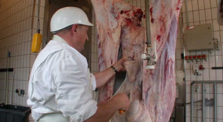 Meist stabile Notierungen bei Schlachtrindern