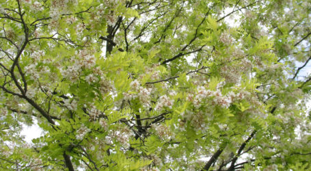 Fremde Baumarten können nützlich sein