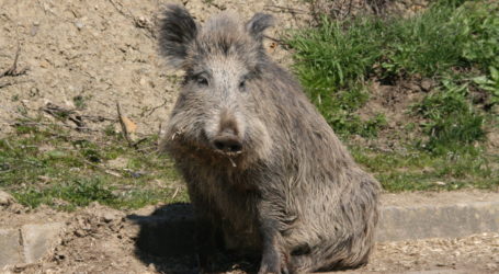 Wildschweine lokal auf PFAS gescreent