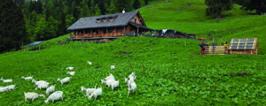 Alm-Praxisworkshop auf Grabneralm