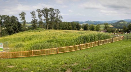 Maislabyrinth beim Eis-Greissler eröffnet bald