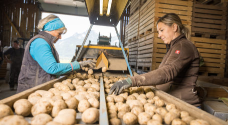 AMA-Marketing feiert die Knolle