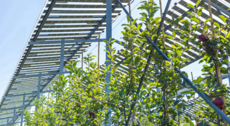 Erste Äpfel aus dem PV-Feld