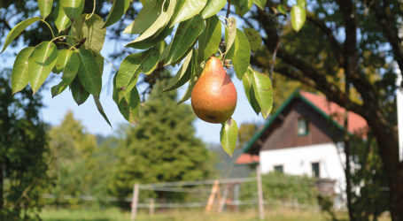 ÖKL lädt zu Hofspaziergang