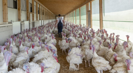 Putenmäster brauchen Unterstützung