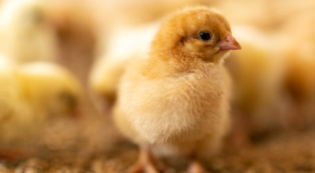 Naturland-Mastgeflügeltagung in Teisendorf