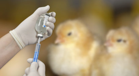 Antibiotikagaben kontinuierlich verringert