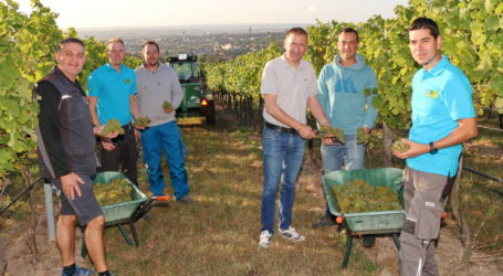 Retzer Stadtwein vom Altenberg