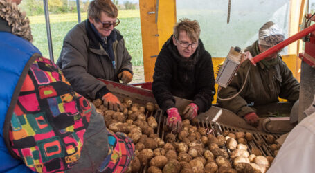 Ernste Einbußen erschüttern Erdäpfelbauern