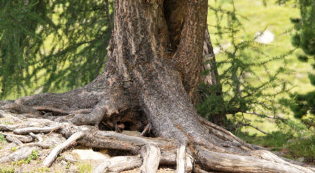 Bis zu 40% der C-Bindung gehen verloren