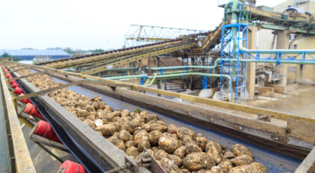 Rübenkampagne 2023 im Anrollen