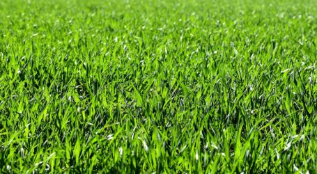 Klare Kante zeigen – Tipps für den gepflegten Rasen