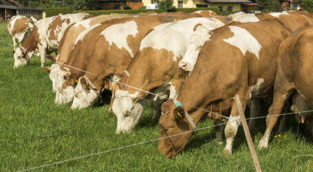 Schlägler Biogespräch zur Qual beim Mahl