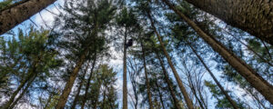 LFBÖ entgegnen Kritik am Waldfonds