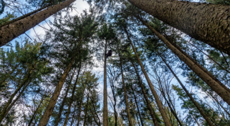 LFBÖ entgegnen Kritik am Waldfonds